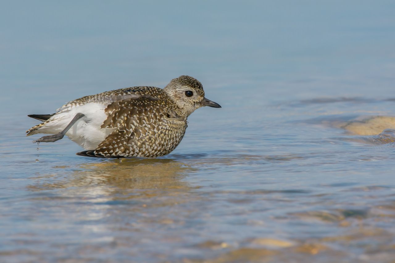 Pivieressa (Pluvialis squatarola)